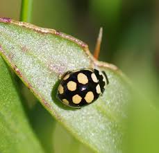 Attēlu rezultāti vaicājumam “Coccinula quatuordecimpustulata”