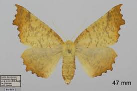 Attēlu rezultāti vaicājumam “Ennomos autumnaria”