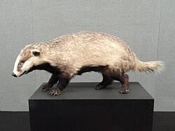 Attēlu rezultāti vaicājumam “Meles meles adult”