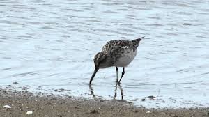 Attēlu rezultāti vaicājumam “Calidris falcinellus adult”