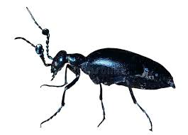 Attēlu rezultāti vaicājumam “Meloe sp.”