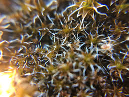 Attēlu rezultāti vaicājumam “Syntrichia”