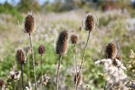Attēlu rezultāti vaicājumam “Dipsacaceae”