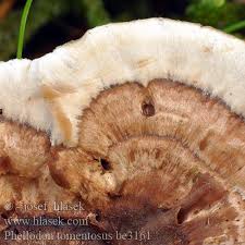 Attēlu rezultāti vaicājumam “Phellodon tomentosus”