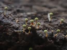 Attēlu rezultāti vaicājumam “Didymium squamulosum spores”