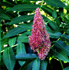 Attēlu rezultāti vaicājumam “Rhus typhina flower”