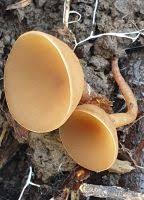 Attēlu rezultāti vaicājumam “Dumontinia tuberosa”