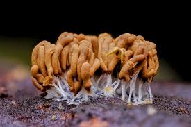 Attēlu rezultāti vaicājumam “Heterotrichia obvelata (syn. Arcyria obvelata) young”