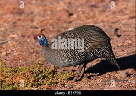 Attēlu rezultāti vaicājumam “Numida meleagris adult”