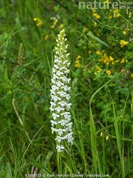 Attēlu rezultāti vaicājumam “Gymnadenia conopsea flower”