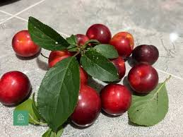 Attēlu rezultāti vaicājumam “Prunus cerasifera fruit”