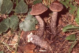 Attēlu rezultāti vaicājumam “Leccinum melaneum”