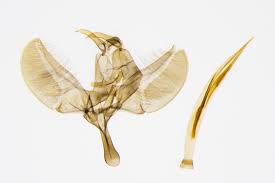 Attēlu rezultāti vaicājumam “Yponomeuta malinellus / cagnagella imago”