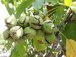 Attēlu rezultāti vaicājumam “Juglans regia fruit”