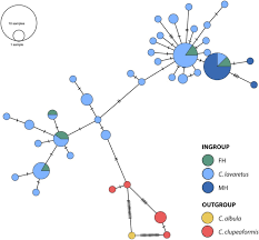 Image result for Coregonus lavaretus oxyrinchus