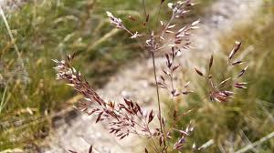 Attēlu rezultāti vaicājumam “Agrostis capillaris”