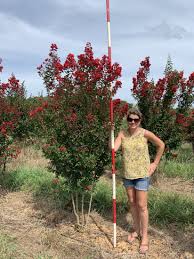Image result for Lagerstroemia