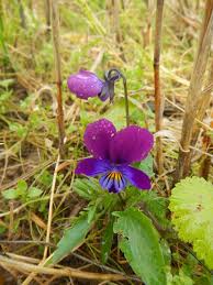 Attēlu rezultāti vaicājumam “Viola arvensis flower”