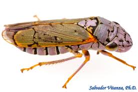 Attēlu rezultāti vaicājumam “Auchenorrhyncha”