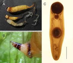 Attēlu rezultāti vaicājumam “Leucochloridium paradoxum larva”