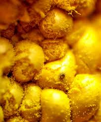 Attēlu rezultāti vaicājumam “Hemitrichia chrysospora macro”