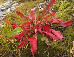 Attēlu rezultāti vaicājumam “Rumex aquaticus”