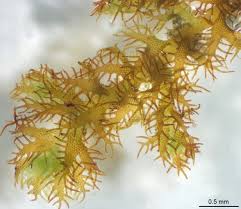 Attēlu rezultāti vaicājumam “Ptilidium pulcherrimum”