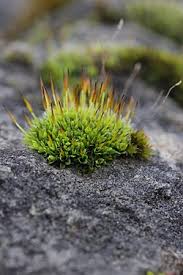 Attēlu rezultāti vaicājumam “Tortula lingulata macro”