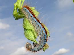 Attēlu rezultāti vaicājumam “Malacosoma castrensis male”