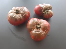 Afbeeldingsresultaat voor black elephant tomato