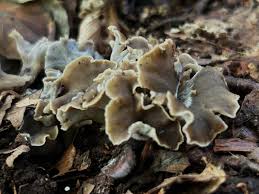 Attēlu rezultāti vaicājumam “Pseudocraterellus sinuosus”