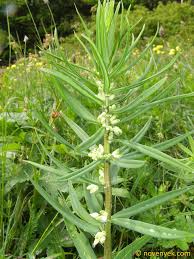 Attēlu rezultāti vaicājumam “Polygonatum verticillatum”