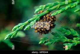 Attēlu rezultāti vaicājumam “Araneus diadematus eggs”