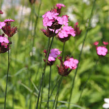 Image result for Nelke