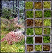 Attēlu rezultāti vaicājumam “Sphagnum angustifolium sporophyte”