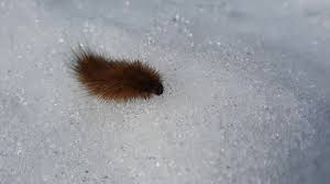 Attēlu rezultāti vaicājumam “Phragmatobia fuliginosa larva”