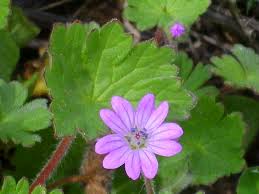 Attēlu rezultāti vaicājumam “Geranium molle flower”
