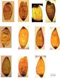 Attēlu rezultāti vaicājumam “Juncus bulbosus fruit”