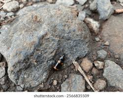 Attēlu rezultāti vaicājumam “Glischrochilus hortensis”