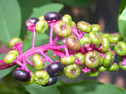 Attēlu rezultāti vaicājumam “Phytolaccaceae”