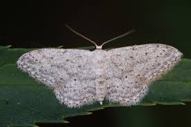 Attēlu rezultāti vaicājumam “Idaea seriata”