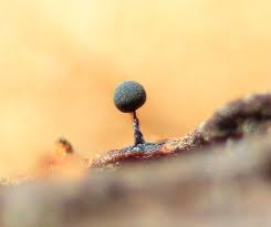 Attēlu rezultāti vaicājumam “Lamproderma pulchellum macro”