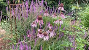 Attēlu rezultāti vaicājumam “Calamagrostis purpurea flower”