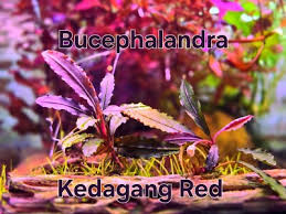 Risultati immagini per bucephalandra pinoh red stem