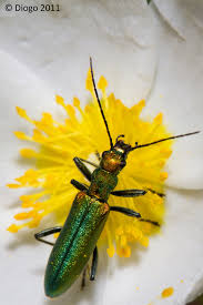 Attēlu rezultāti vaicājumam “Chrysanthia viridissima”