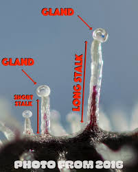 Attēlu rezultāti vaicājumam “Trichia erecta stalked”