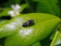 Attēlu rezultāti vaicājumam “Crabronidae”