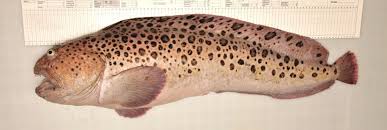 Image result for Anarhichas minor