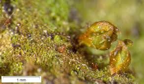 Attēlu rezultāti vaicājumam “Pogonatum dentatum”