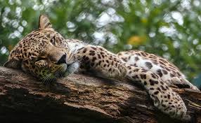 Afbeeldingsresultaat voor panters